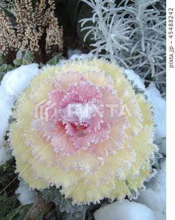 雪と葉牡丹 45488242