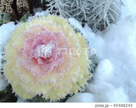 雪と葉牡丹 45488243