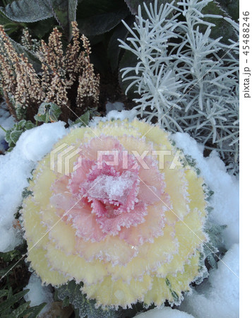 雪と葉牡丹 45488246