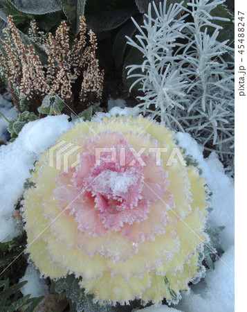 雪と葉牡丹 45488247