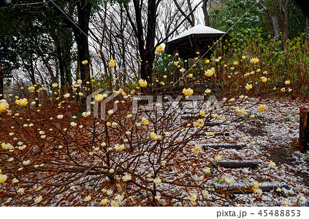 雪景色の横浜・港北ニュータウンの緑道とミツマタの花 雪景色の横浜・港北ニュータウンの緑道とミツマタの花 45488853
