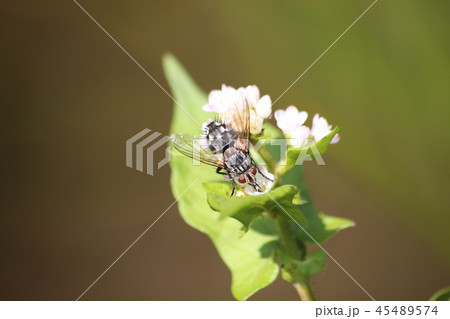 ヤドリバエの一種 45489574