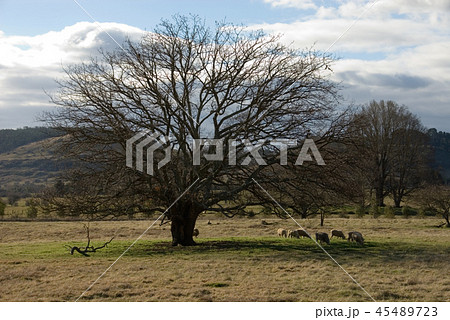 Grazing Under the Tree Grazing Under the Tree 45489723