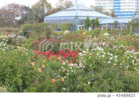 京成バラ園 千葉県八千代市 大温室の写真素材 4545