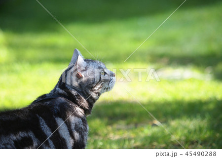 庭の猫　横向き 45490288