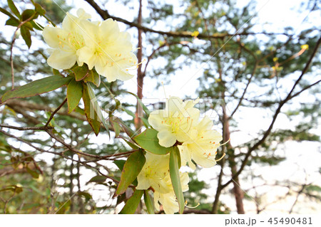 ヒカゲツツジ　日陰躑躅 45490481