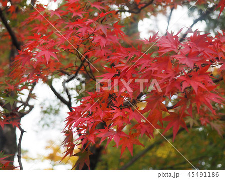 紅葉　赤　 45491186