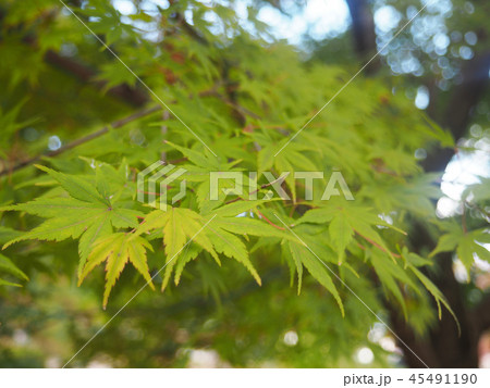 紅葉 若い 紅葉 若い 45491190