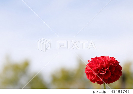赤いダリア_アリス 45491742