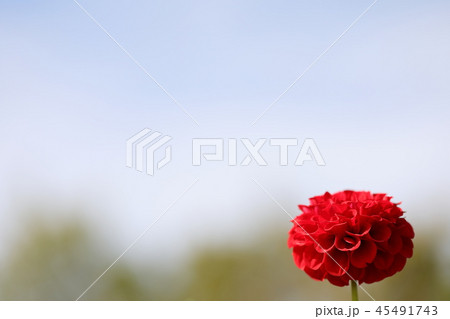 赤いダリア_アリス 45491743