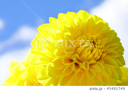 ダリアと晴天 45491749