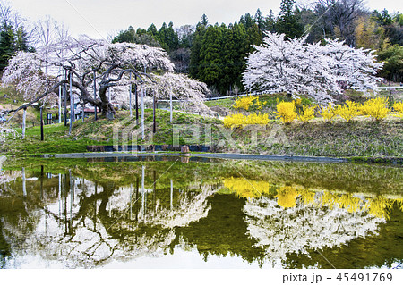 福島県二本松市 中島の地蔵桜 福島県二本松市 中島の地蔵桜 45491769