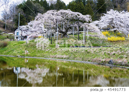 福島県二本松市 中島の地蔵桜 45491773