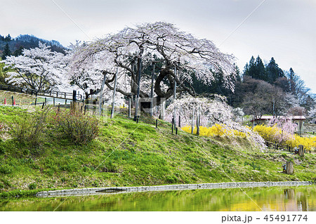 福島県二本松市 中島の地蔵桜 45491774