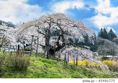 福島県二本松市 中島の地蔵桜 福島県二本松市 中島の地蔵桜 45491775