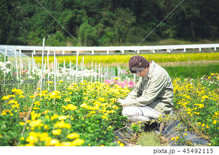 花卉栽培 農業 男性 花卉栽培 農業 男性 45492115