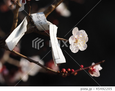 梅におみくじ 45492205