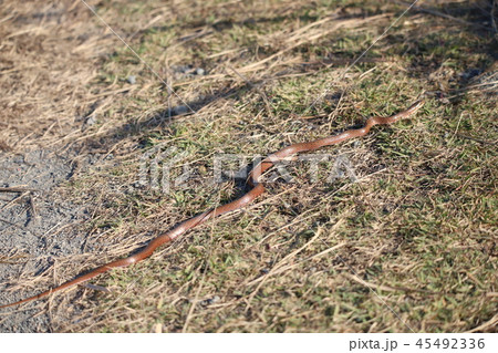 地面を這うジムグリ 地面を這うジムグリ 45492336