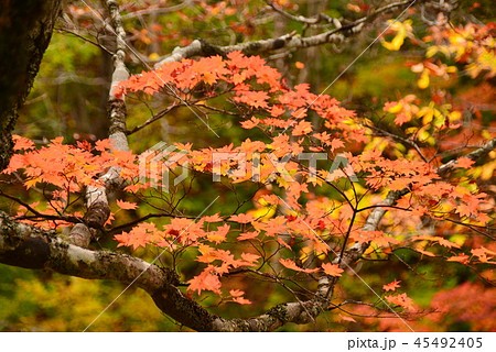 紅葉したもみじ 紅葉したもみじ 45492405