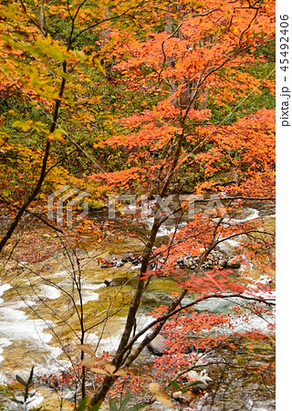 紅葉の雑魚川の流れ 45492406