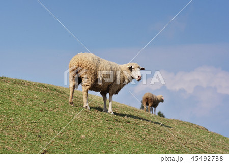 Sheep Sheep 45492738