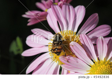 キゴシハナアブ（オス）０４ 45492836