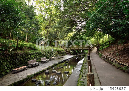 【静岡県】柿田川公園 遊歩道 45493027