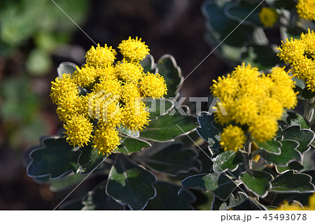 イソギク（磯菊） 45493078