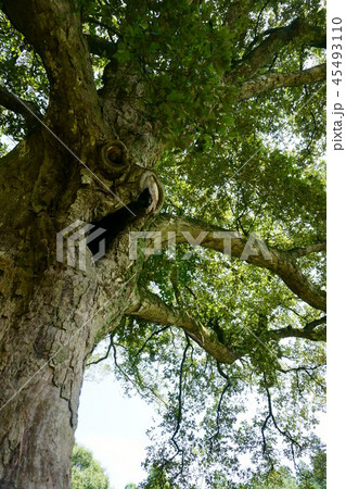 370 八幡神社のイチイガシ 370 八幡神社のイチイガシ 45493110