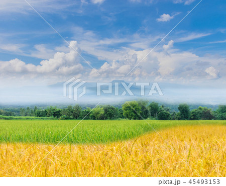 green paddy rice field , ripe of brown paddy rice  45493153