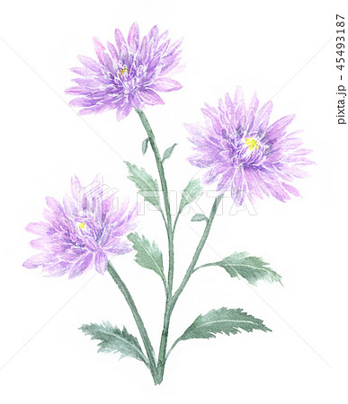 薄紫の菊の花 水彩画のイラスト素材
