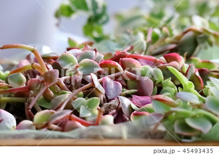 ポーチュラカリアの寄せ植え ポーチュラカリアの寄せ植え 45493435