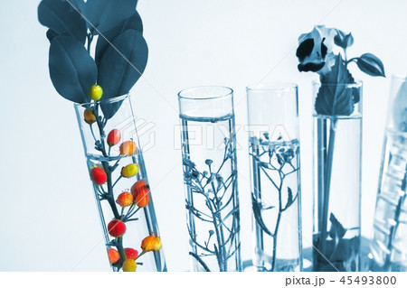 Small plants in test tube for biotechnology Small plants in test tube for biotechnology 45493800