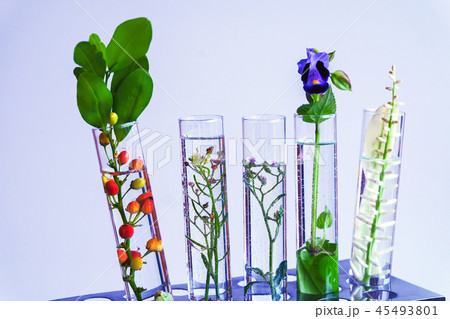 Small plants in test tube for biotechnology 45493801