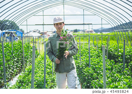 花卉栽培 農業 男性 花卉栽培 農業 男性 45493824