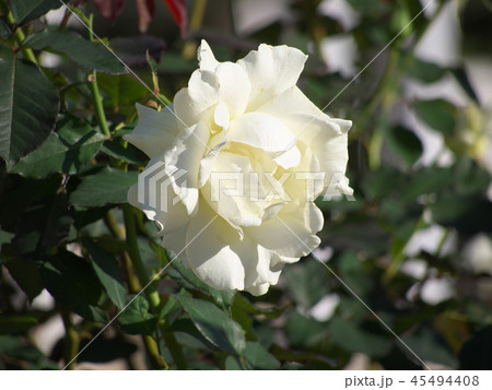バラ バラ 45494408