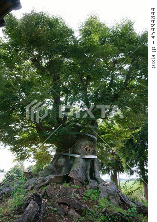 384八幡神社の大ケヤキ 384八幡神社の大ケヤキ 45494844