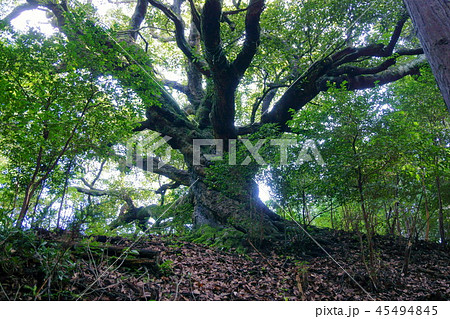 379 椚平の姥樫 379 椚平の姥樫 45494845