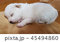 白虎 息 ふかふか 45494860