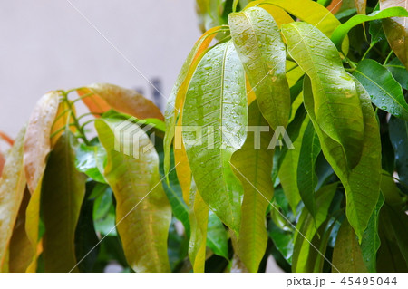rain water  drops on a green leaf mango  45495044