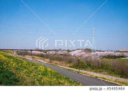 さくらそう公園　満開の桜　さいたま市桜区 45495464