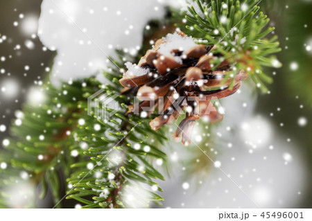 fir branch with snow and cone in winter forest fir branch with snow and cone in winter forest 45496001