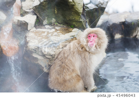 japanese macaque or snow monkey in hot spring japanese macaque or snow monkey in hot spring 45496043