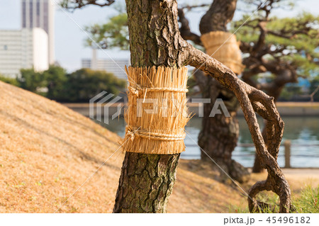 close up of pine tree at hamarikyu gardens park 45496182