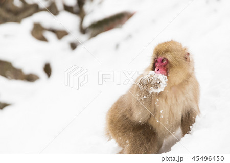 japanese macaque or monkey searching food in snow japanese macaque or monkey searching food in snow 45496450