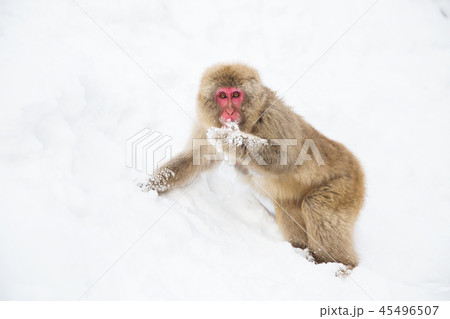 japanese macaque or monkey searching food in snow 45496507