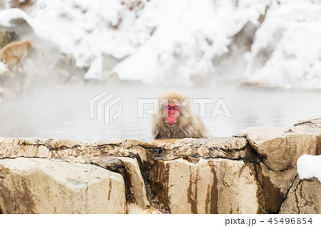 japanese macaque or snow monkey in hot spring 45496854