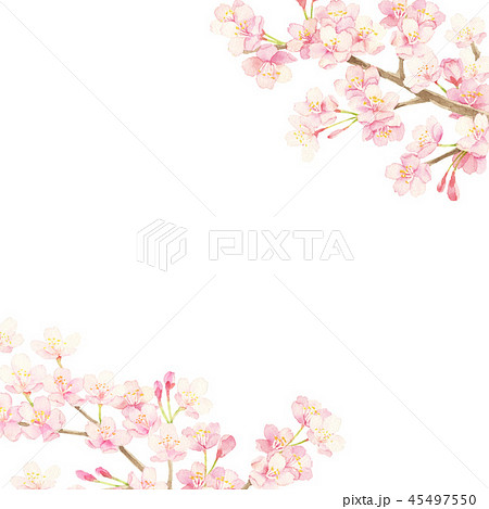 Sakura watercolor illustration - Stock Illustration [45497550] - PIXTA