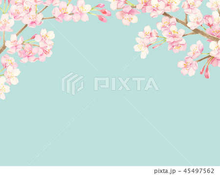桜　水彩イラスト 45497562