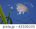 ススキと大空 45500105